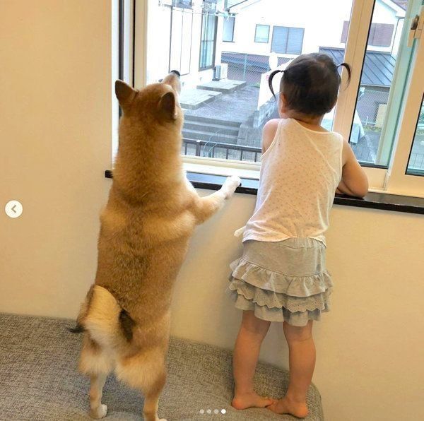 外を眺める柴犬と妹ちゃん
