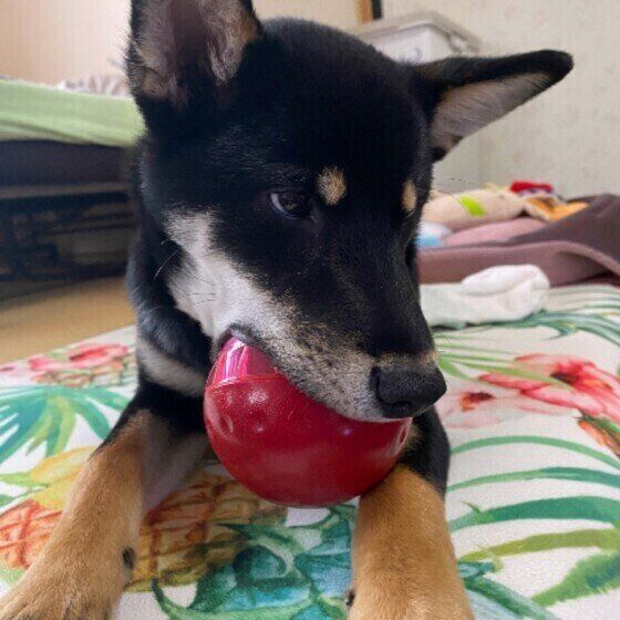 おやつが出るおもちゃで遊ぶ犬(MIX、オス)
