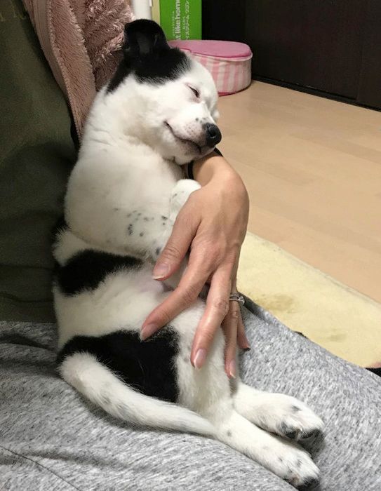 保護犬