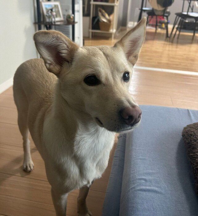 飼い主さんを見つめるみらいくん