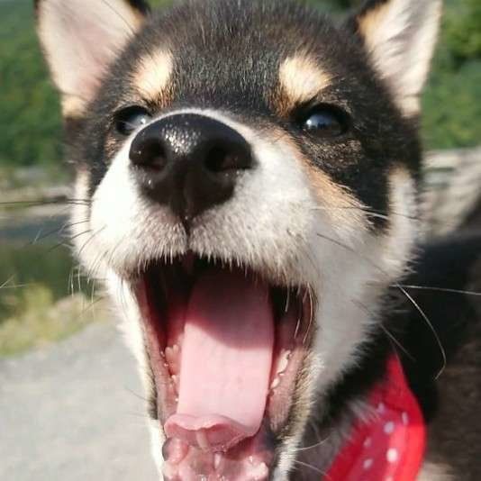 見つめる柴犬