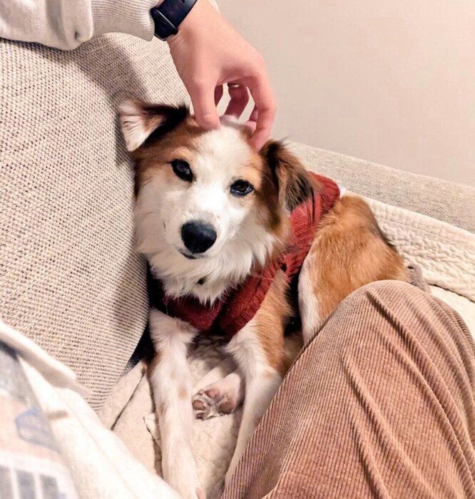 正式譲渡後に撮影したふう太くん