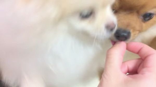 ごはん