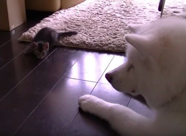 秋田犬と猫