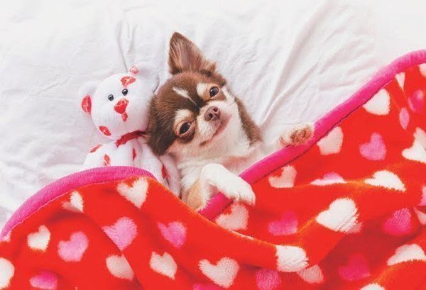 布団をかける犬