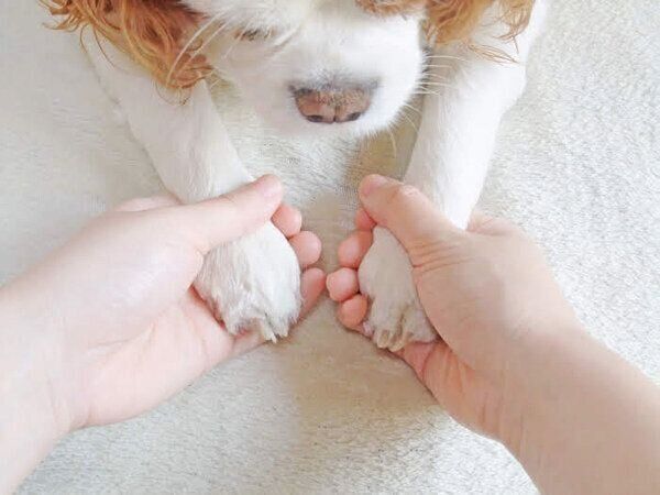 手を握ってもらう犬