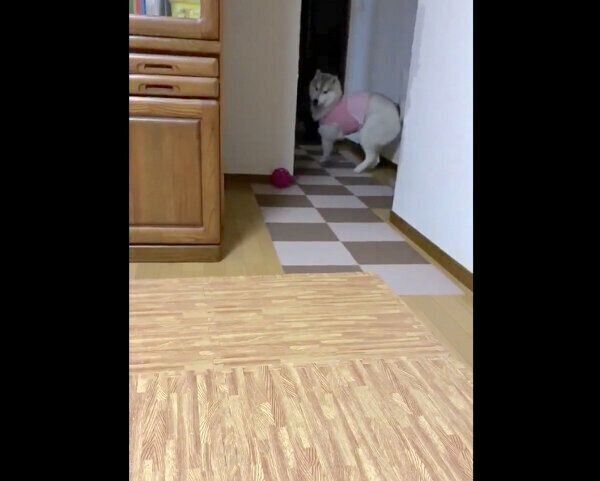 ボール遊びに飽きたユキちゃん