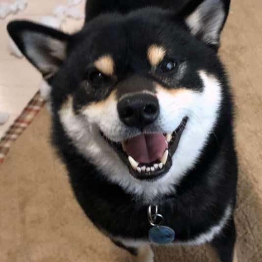 笑顔の柴犬