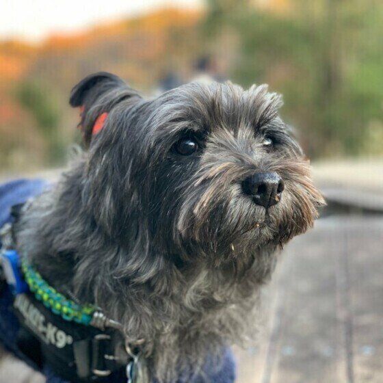 愛犬の老化にどう対応する?シニア犬のサポート方法