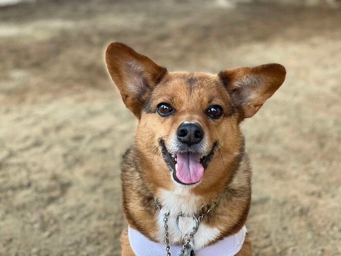 笑顔の表情を見せる犬