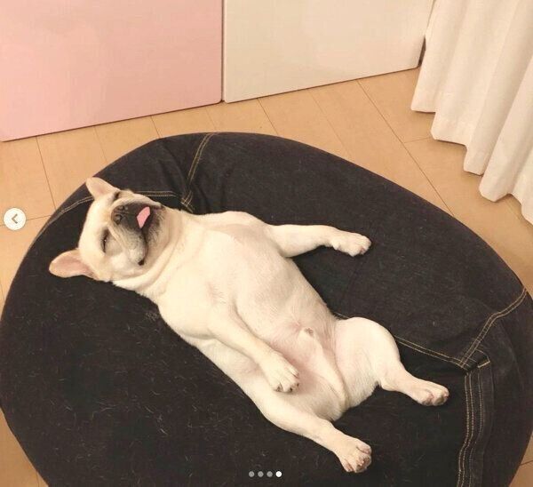 「人をダメにするソファ」で眠る先代犬・大福くん