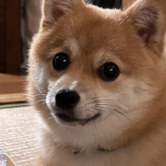 にこちゃん
