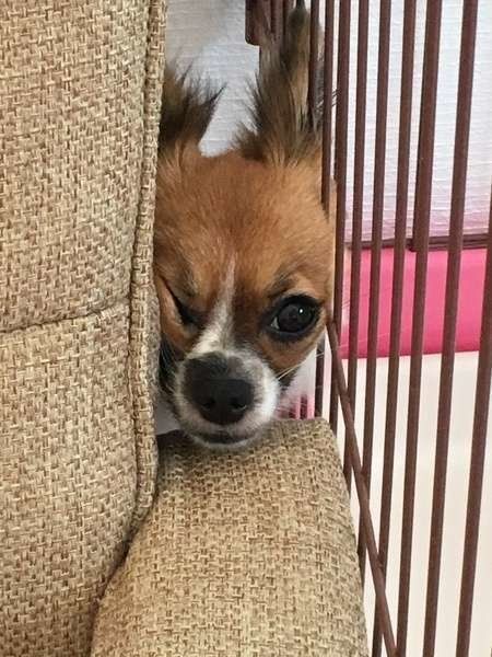 ミックス犬
