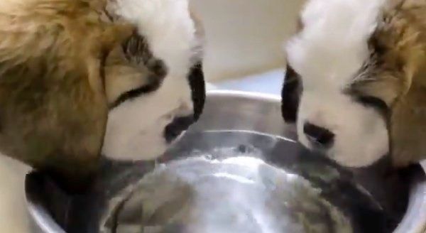 お水を飲むワンコ