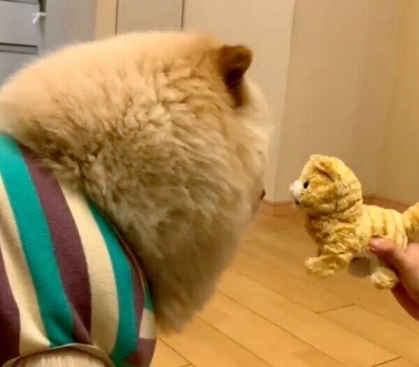 おもちゃを見つめるくり蔵くん