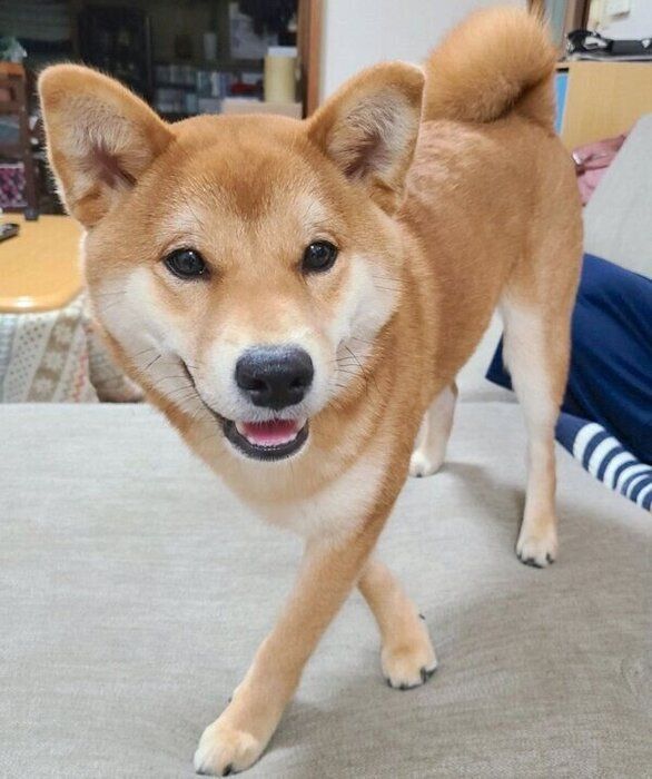 笑顔の麦くん