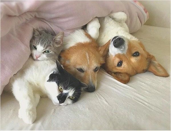 コーギーズ