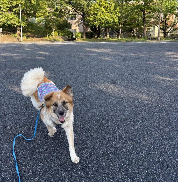 お散歩をする犬