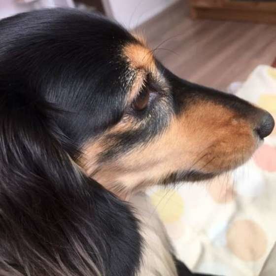 ミニチュアダックス