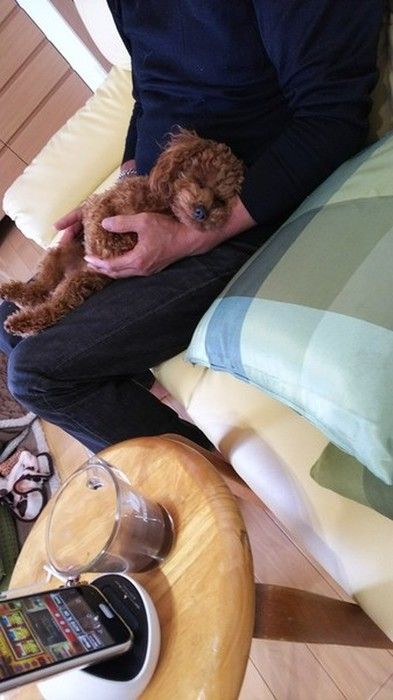 伸びる犬