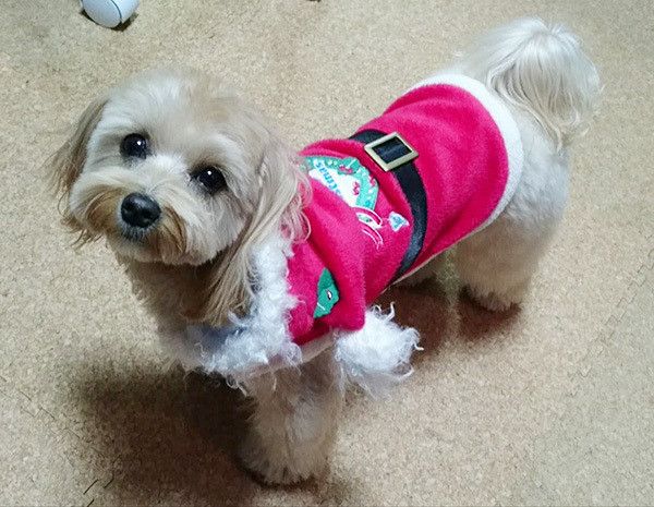 見つめる犬