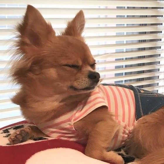 眠るチワワ