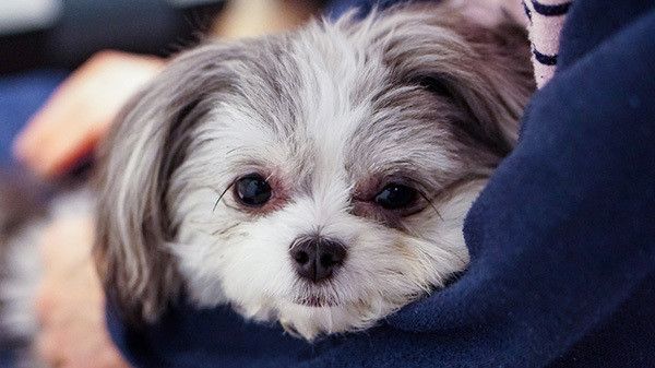 見つめる犬