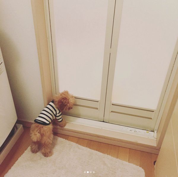 お風呂場で待つ犬