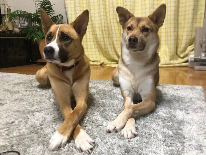 ゴハンのトッピング待ちをするあんこちゃん、もちちゃん