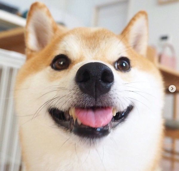 舌を出す柴犬