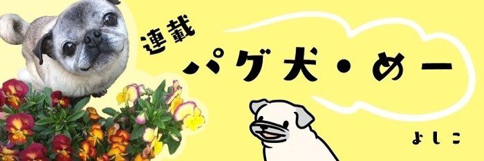 連載「パグ犬・めー」