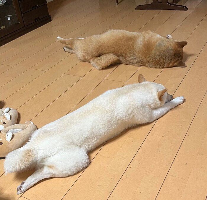 床でゴロゴロする2頭