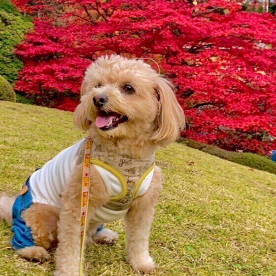 ミックス犬