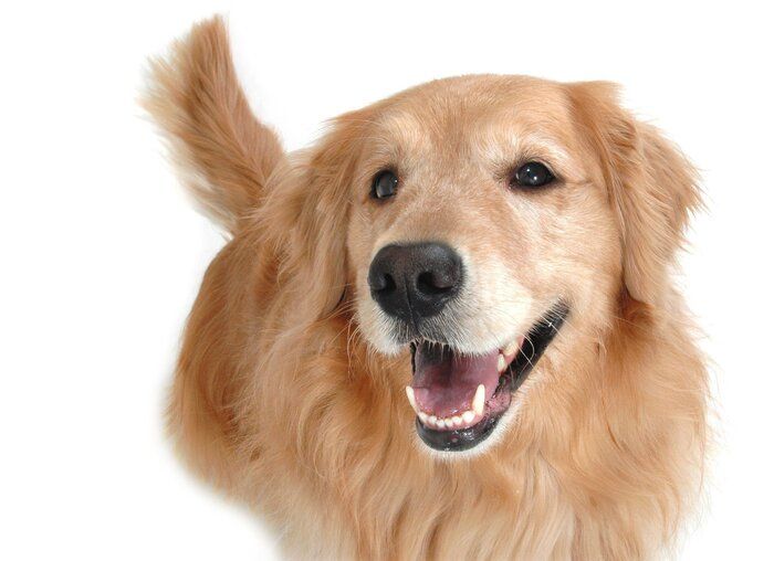 笑顔の大型犬