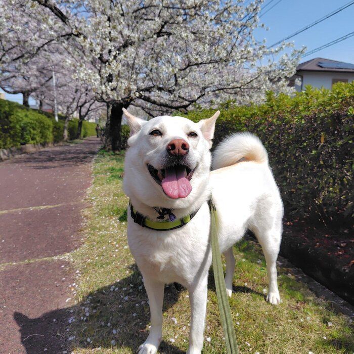 楽しそうなクーちゃん