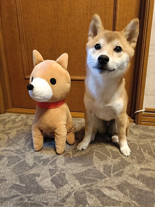 生後6カ月の柴犬