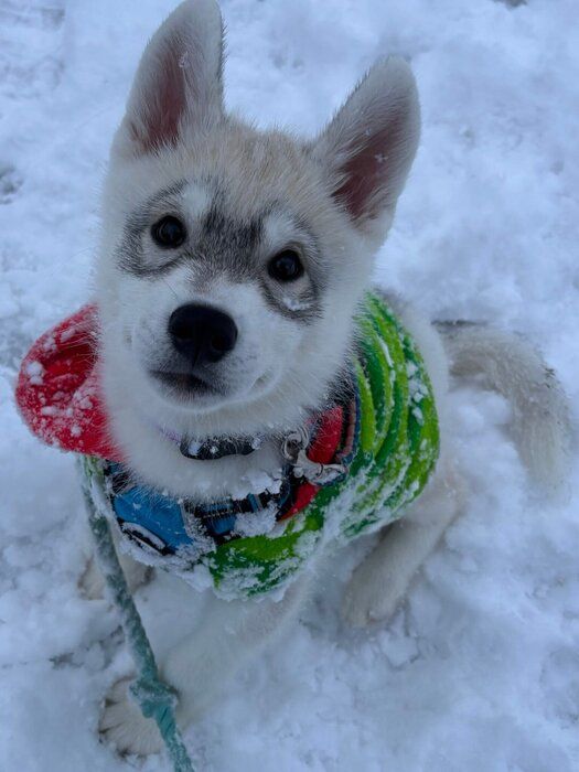 生後3カ月のころのしゃけ丸くん