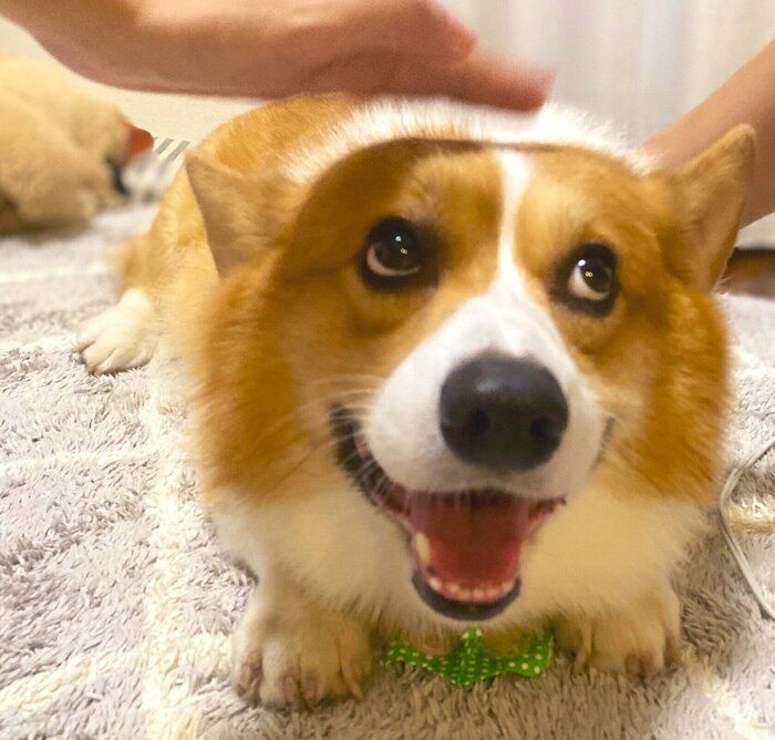 頭が平べったいラッキーくん