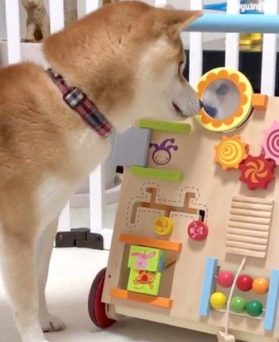 知育玩具で遊ぶ柴犬