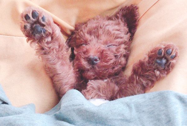眠るトイ・プードル