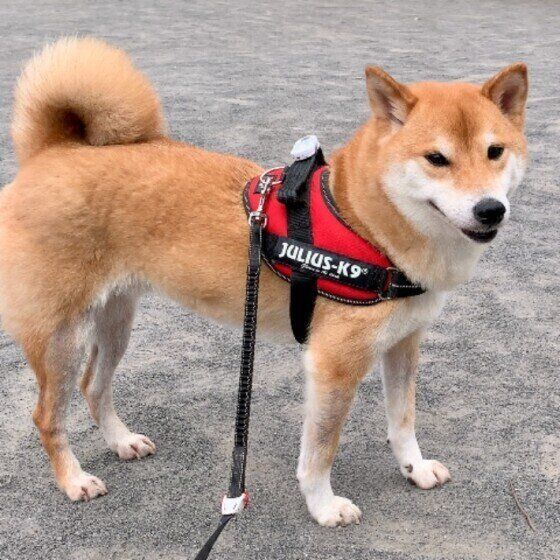 散歩中の柴犬