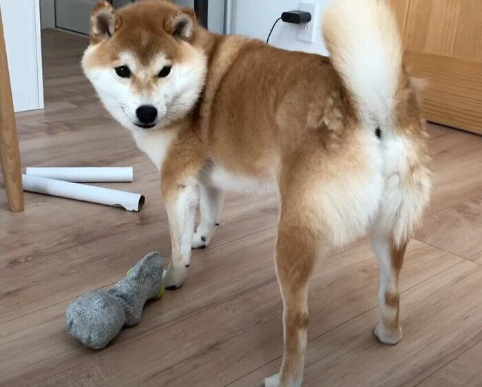 後ろを向く柴犬