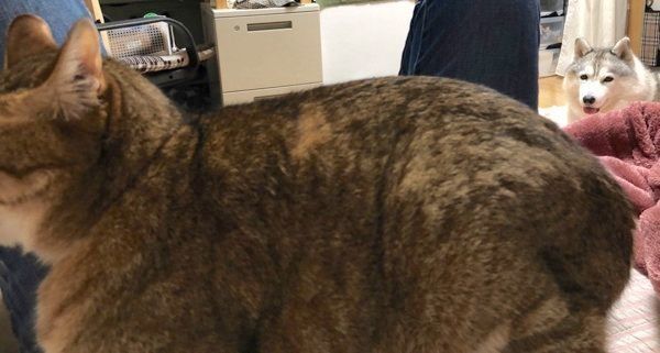 飼い主さんを見つめるシルビアちゃん