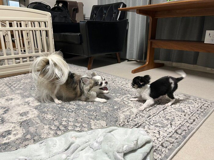 ごまだんごちゃんがやってきた