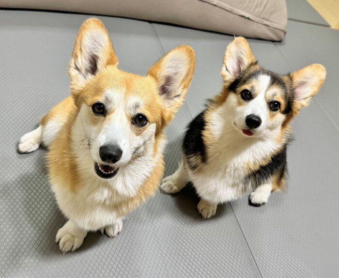 仲良しなポルテちゃん、姉犬・コパンちゃん