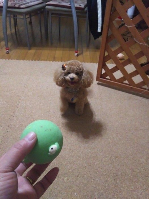 遊ぶ犬