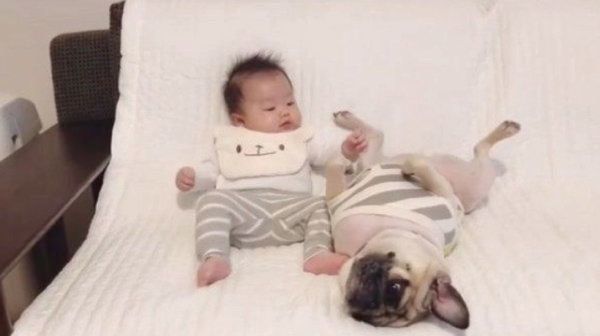 パグのおまめちゃんと弟くん