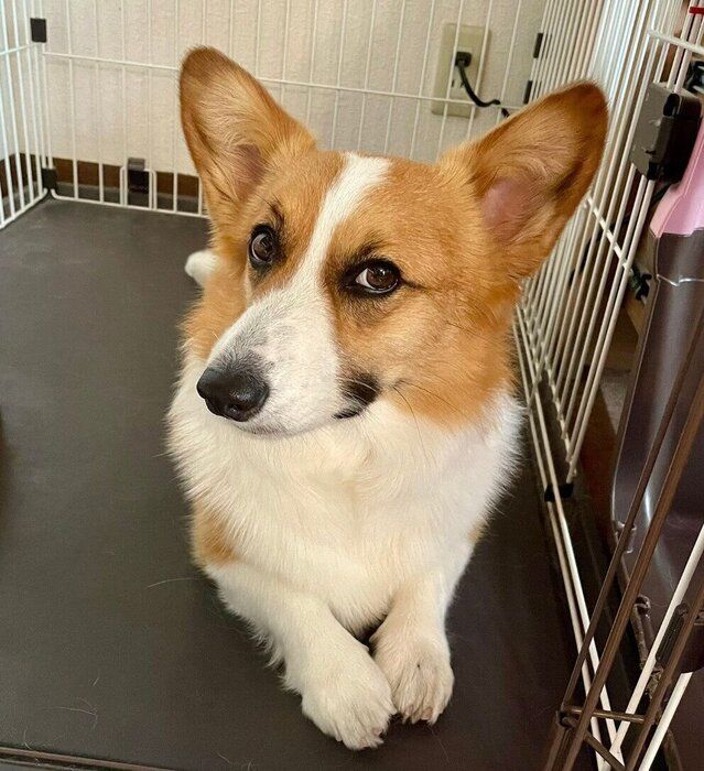 かわいい表情で見つめるつむぎちゃん。