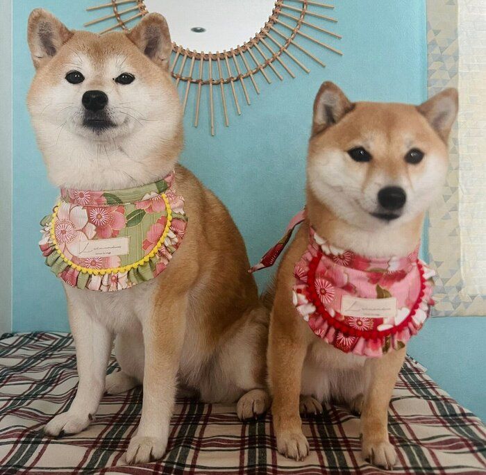 仲良しな2頭
