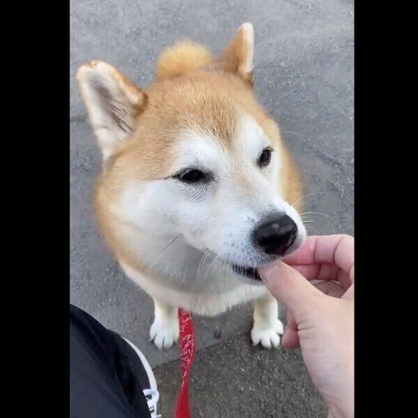おやつを食べるまるちゃん